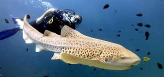 سایت غواصی عجایب آبی قشم