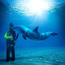 جذابيت هاي زيرآبي سایت غواصي تخت جمشيد