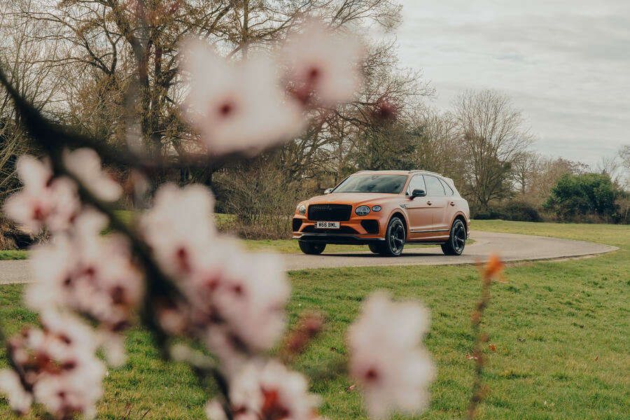 بنتلی بنتایگا در طبیعت